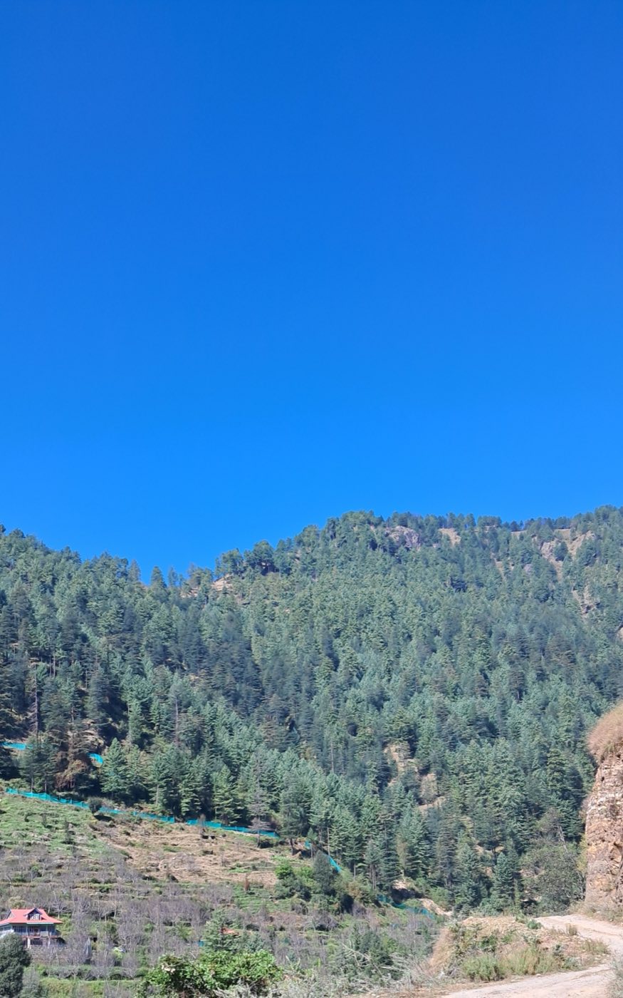 The deodar forests above Old Manali